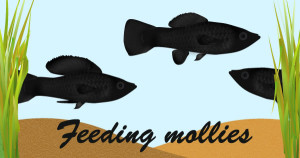 molly fish feeding