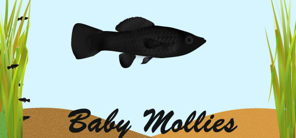 baby mollies