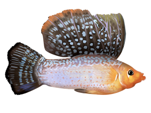 sailfin molly fish