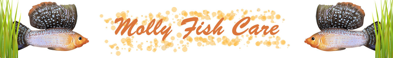 Molly Fish Care