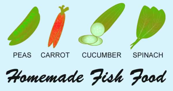 some vegetable options you can feed to your molly fish