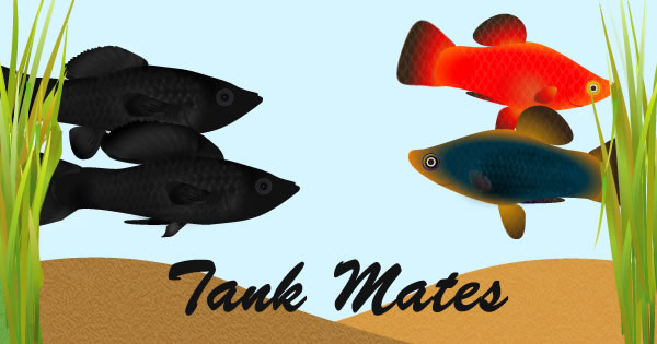 studio Kruis aan gebrek Best Molly Fish Tank Mates. How to avoid clashes? - Molly Fish Care